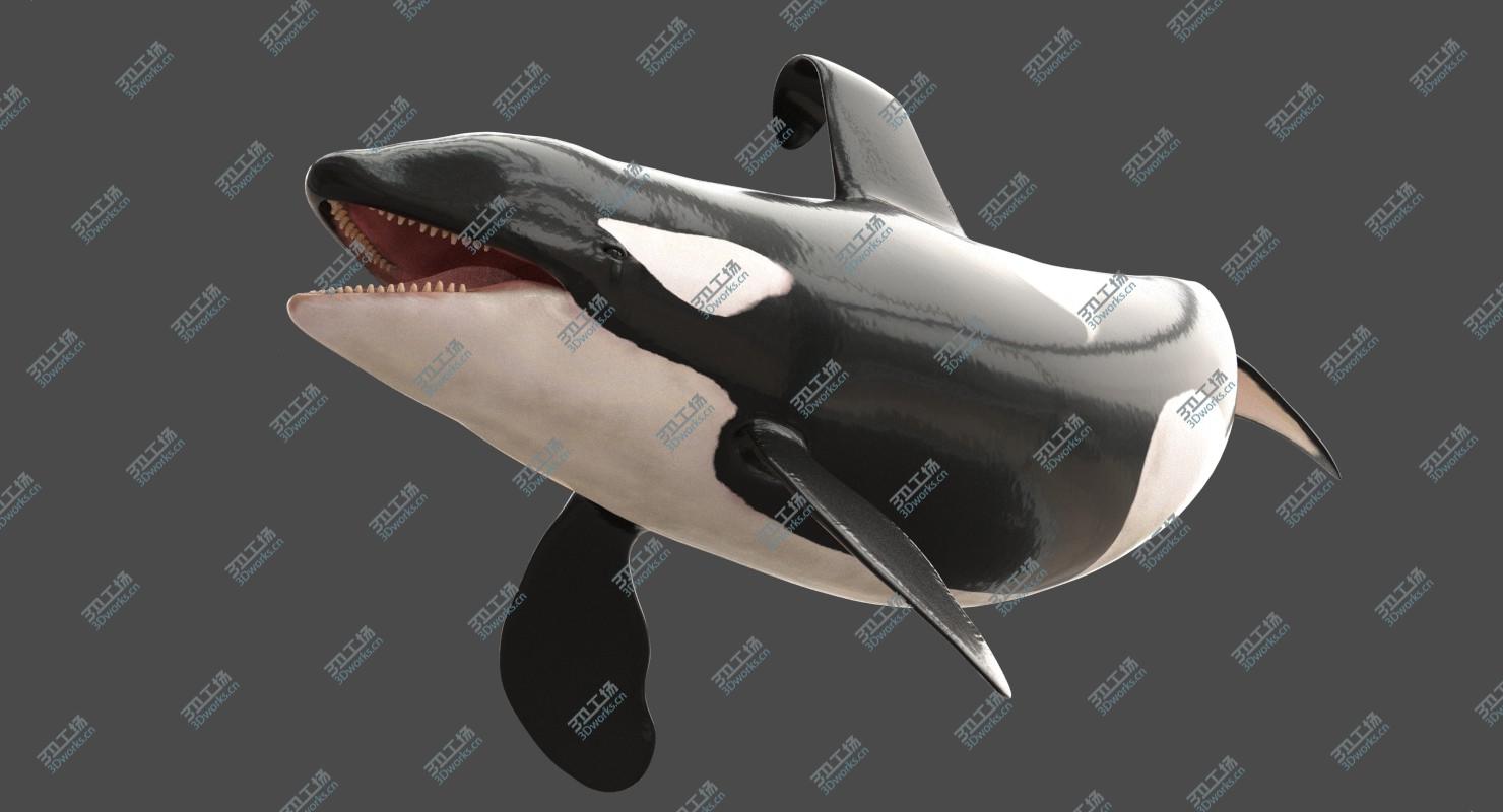images/goods_img/20210313/Killer Whale Adult Rigged/4.jpg